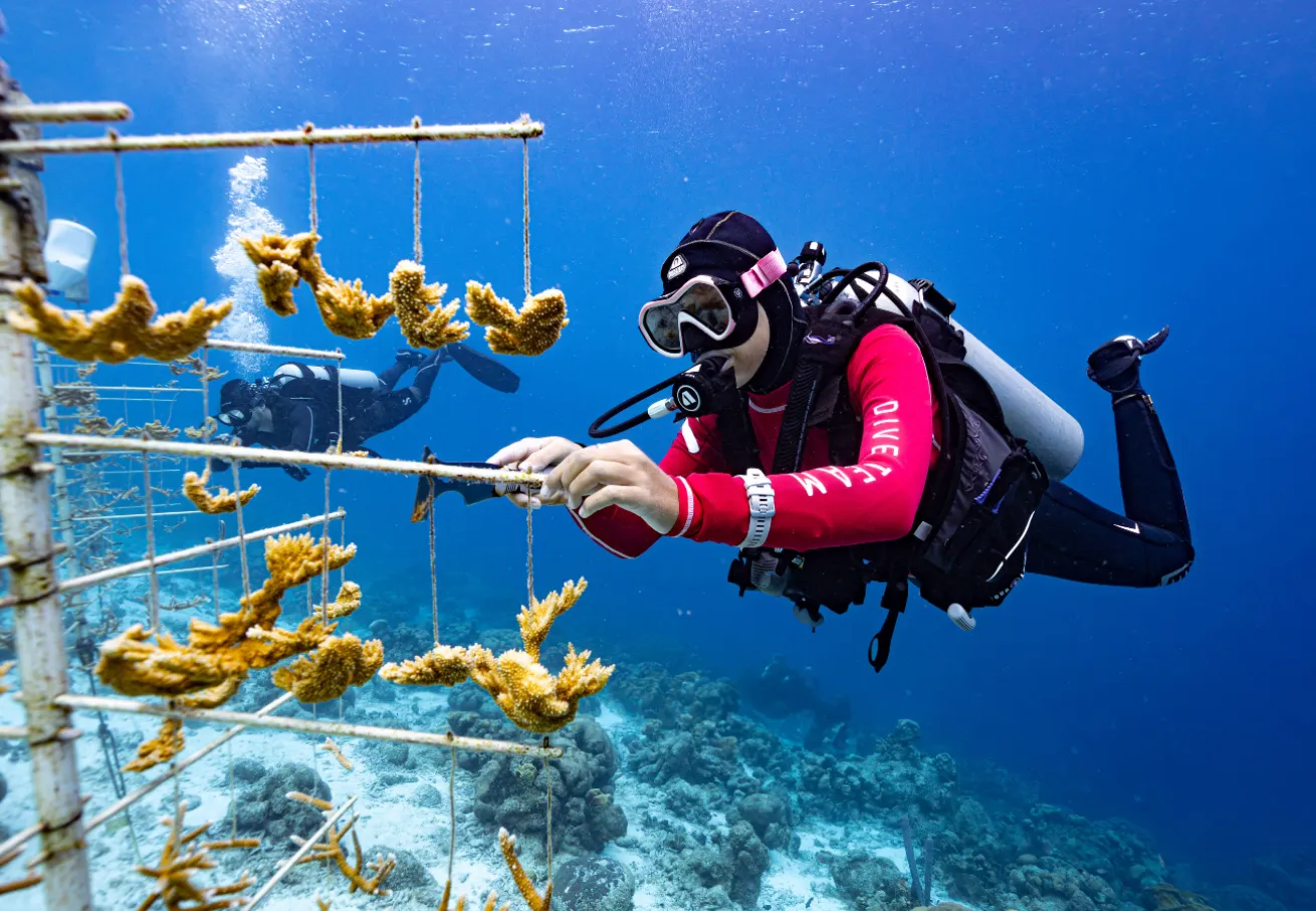 A scuba diver in the water coral planting.