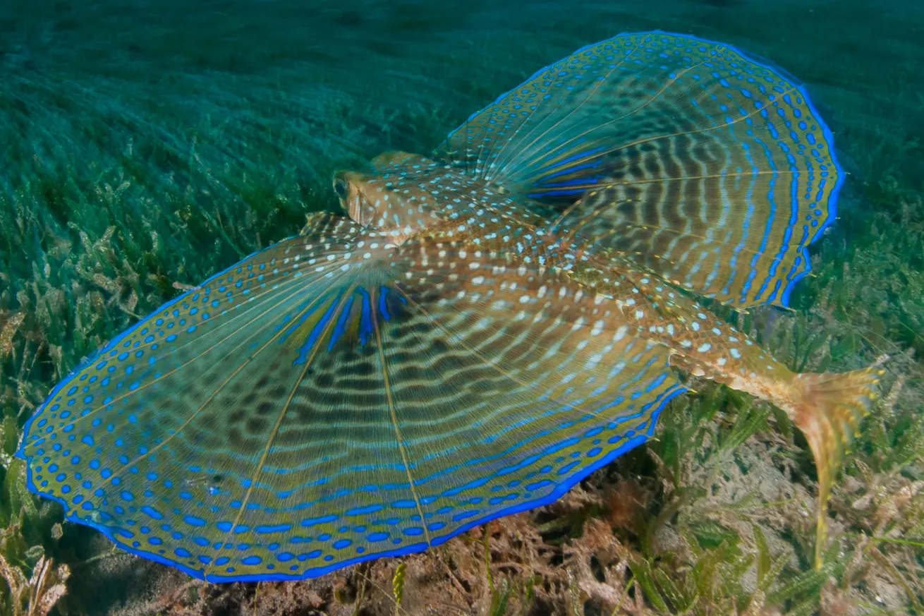 Flying gurnard