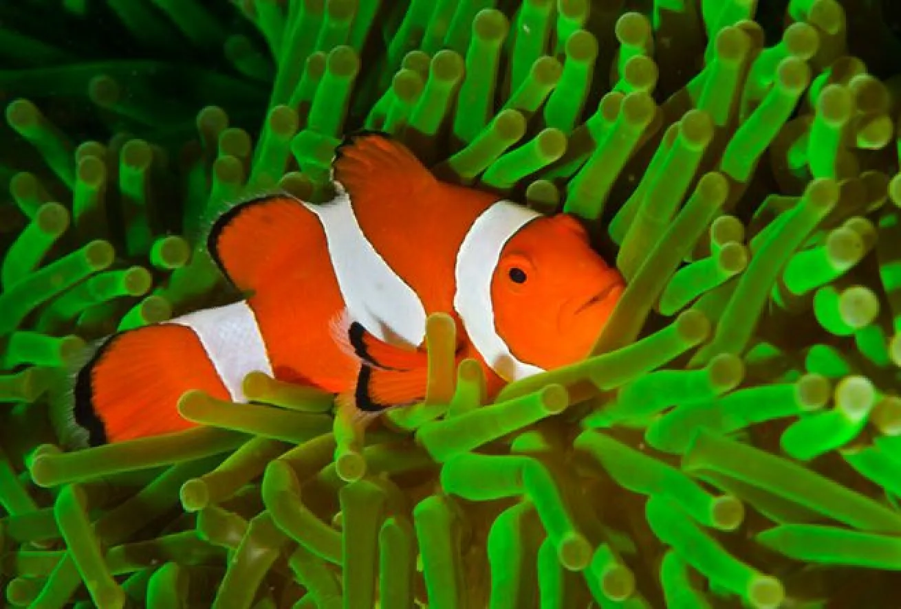 Sizing up Nemo

These petite reef dwellers grow to 4.3 inches in length with a relative size of a teacup.
