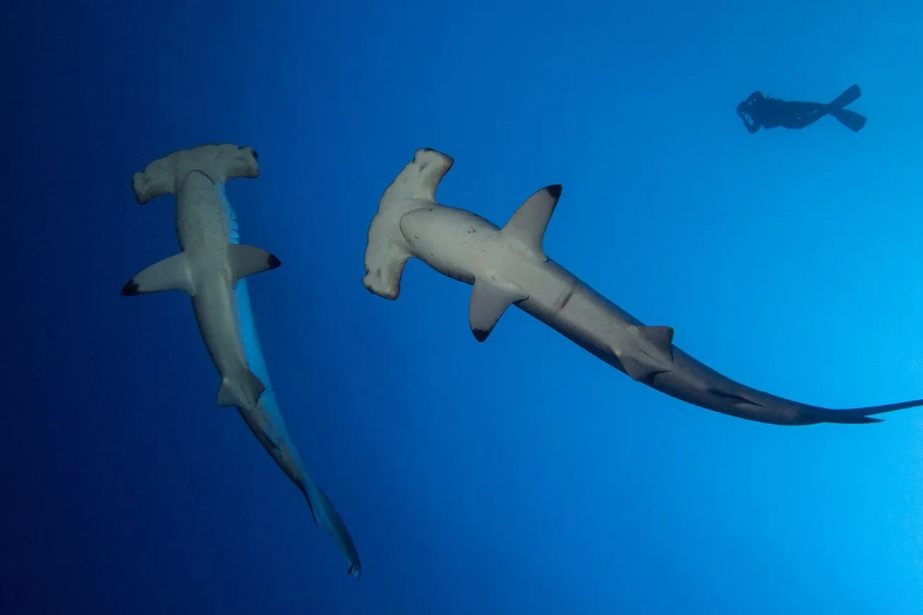 Hammerheads