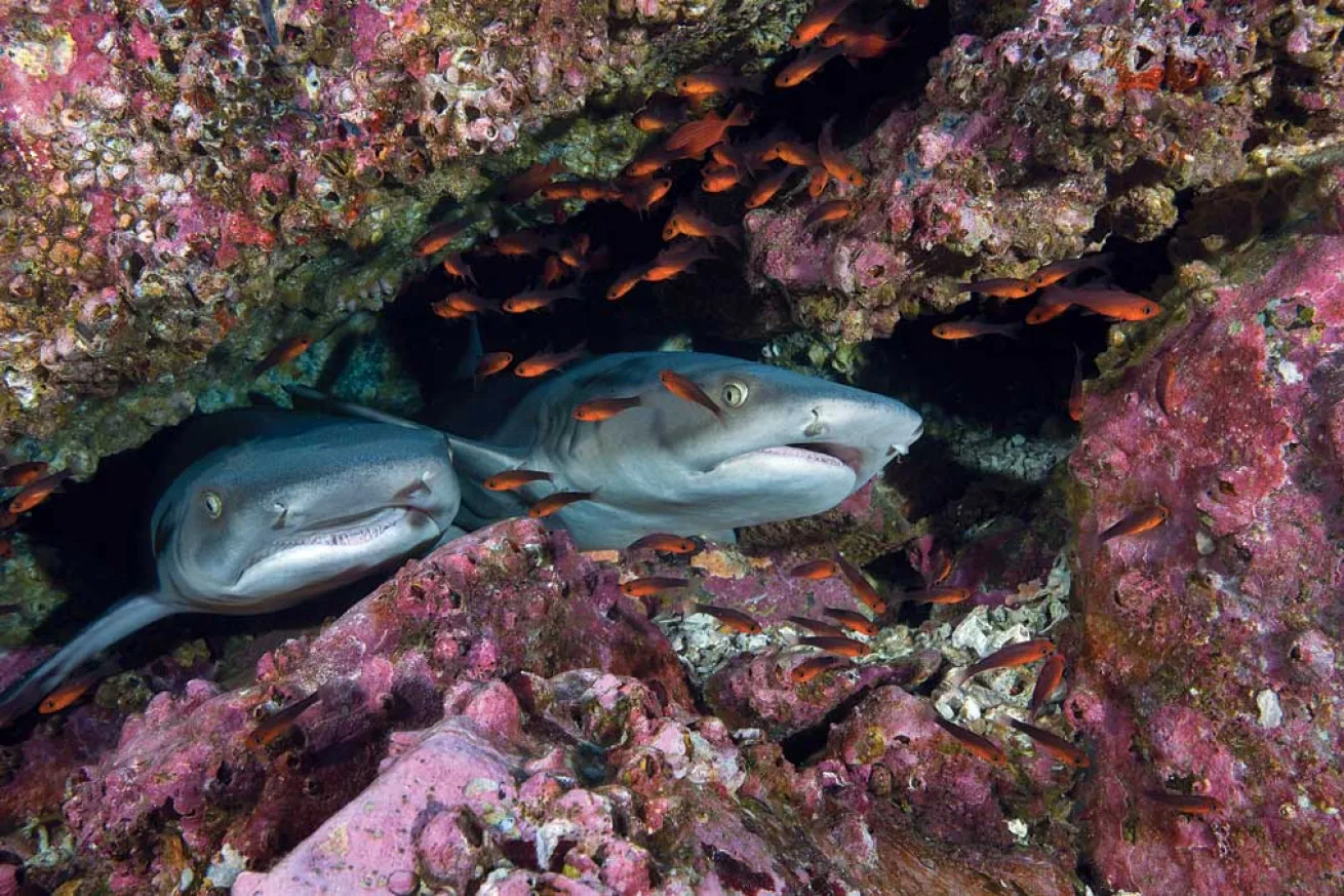 scuba diving cocos island