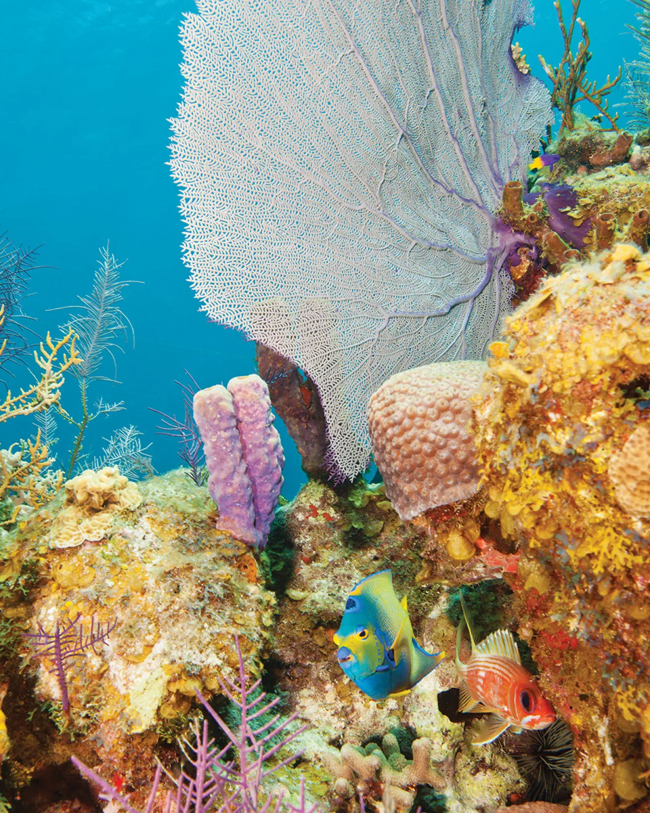 Glover’s Reef Atoll, Belize
