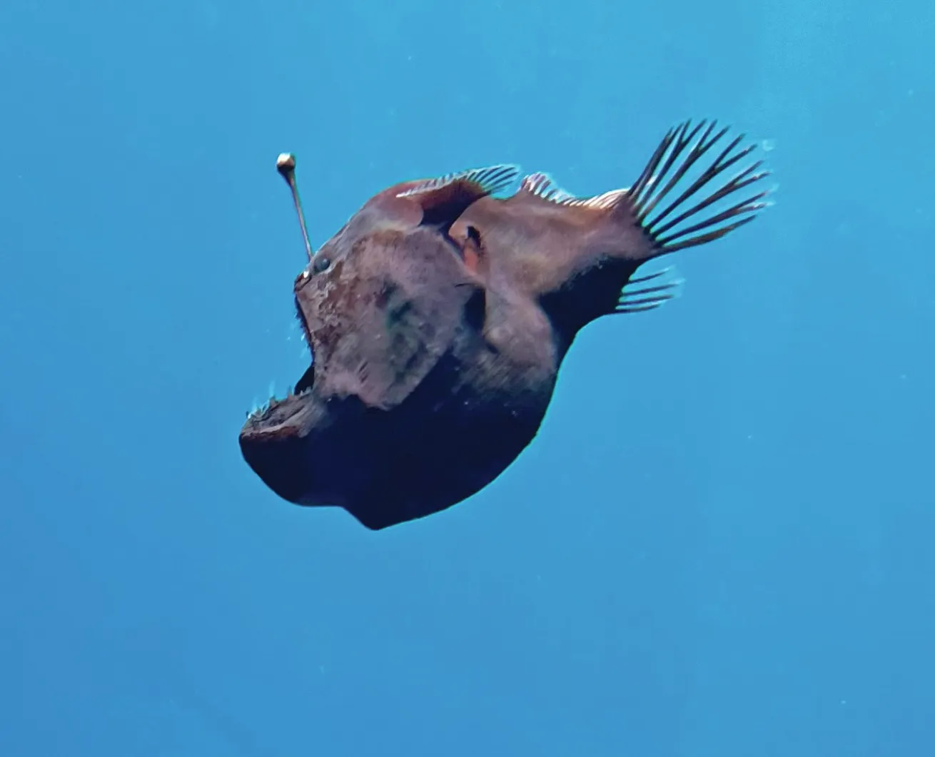 a female humpback anglerfish off tenerife
