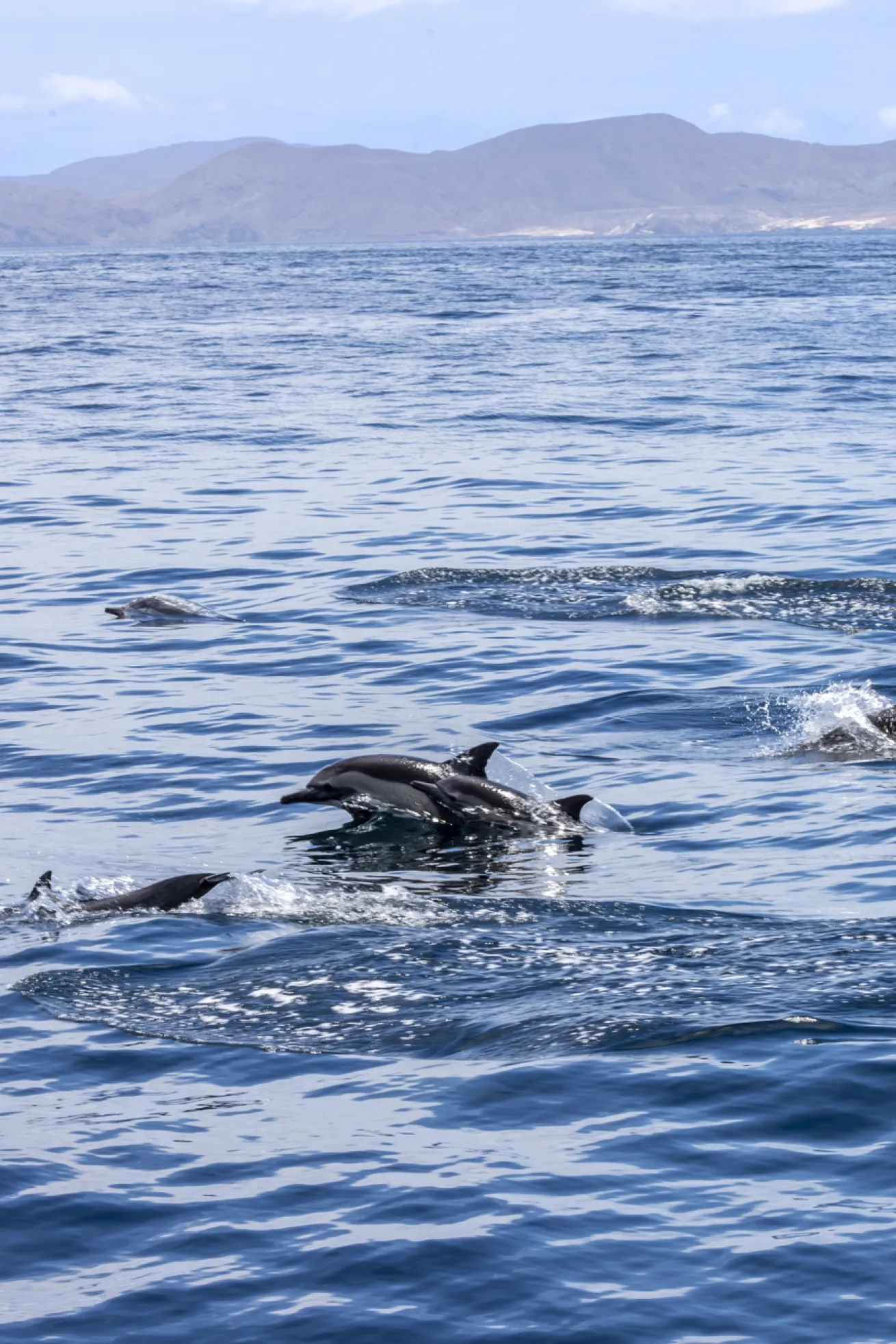 Dolphins play in one of Loreto’s many bays.