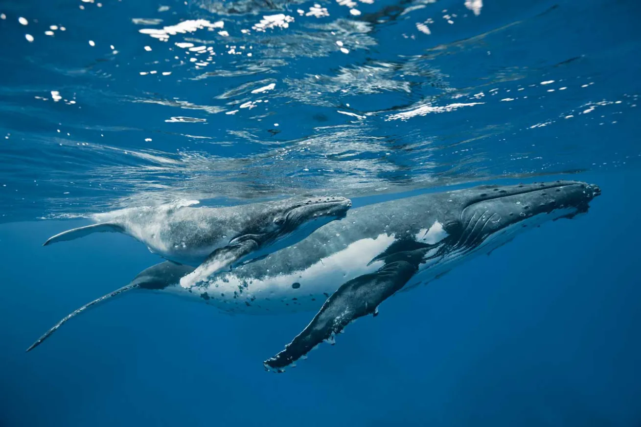scuba diving humpback tonga