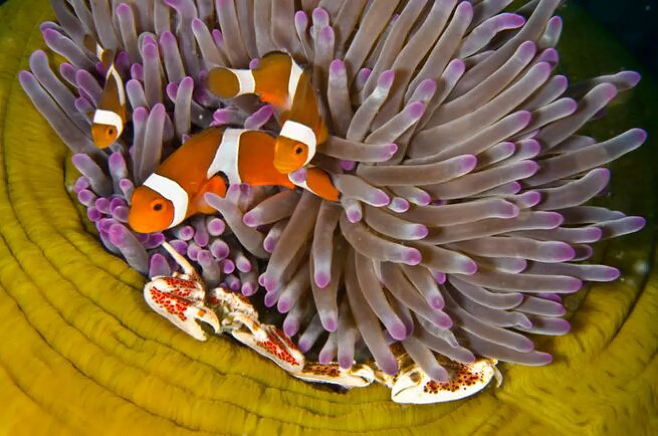 Clowning Around

Before entering an anemone, the clownfish puts on a dance. They brush against the tentacles in order to acclimate themselves with the anemone before they settle in. This is also where the fish builds up immunity to the poisonous tentacles.