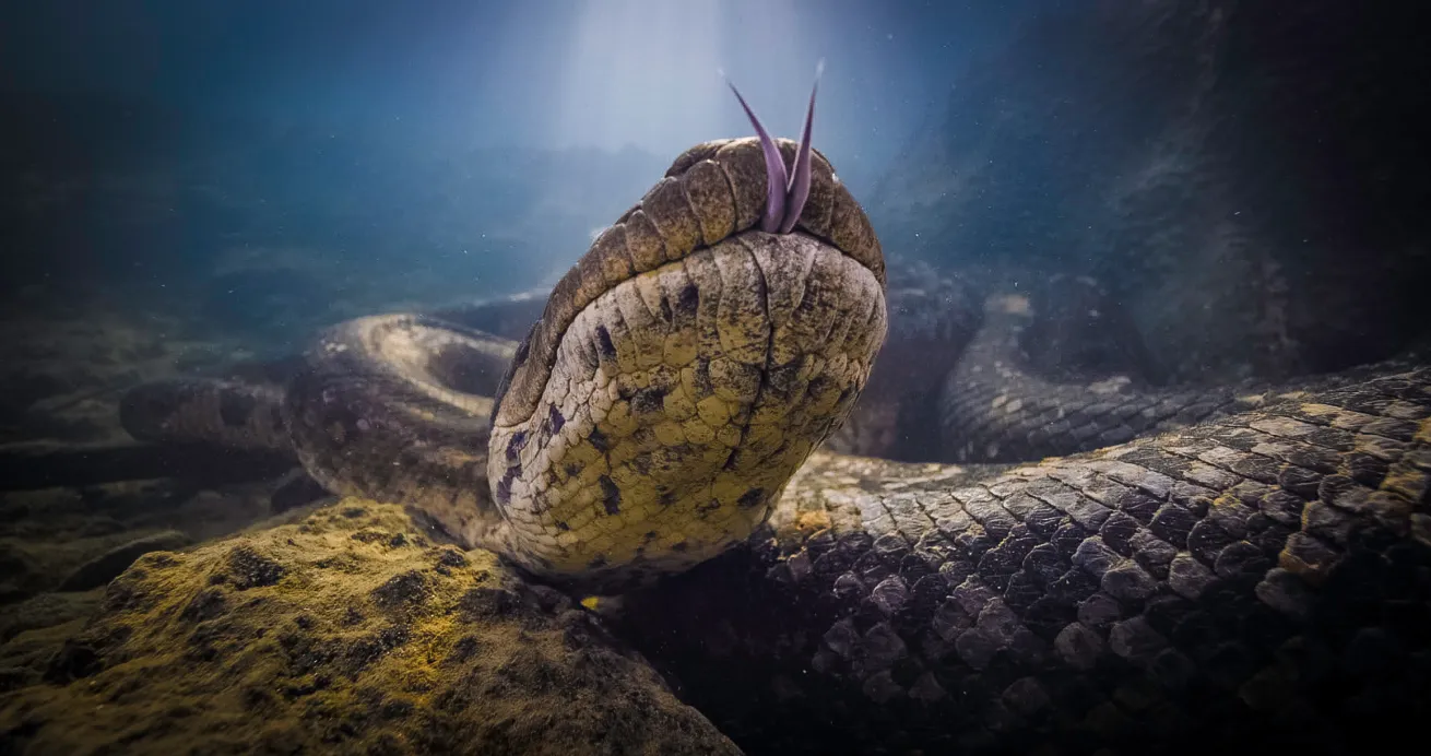 Green anaconda underwater brazil