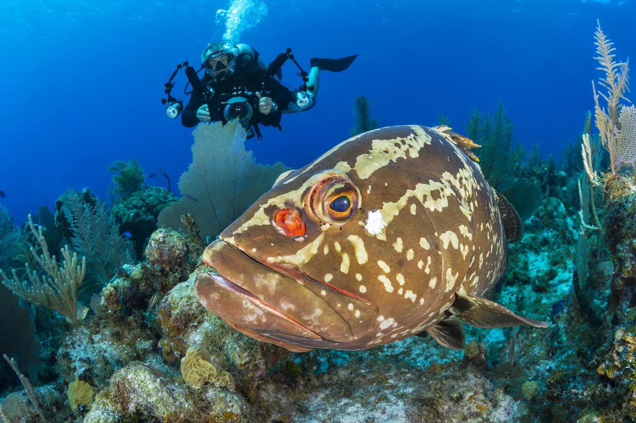 A Nassau grouper poses for a photographer.
