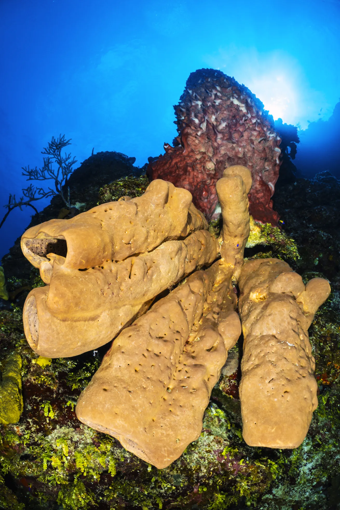 Sponges proliferate on a reef at Bloody Bay Wall