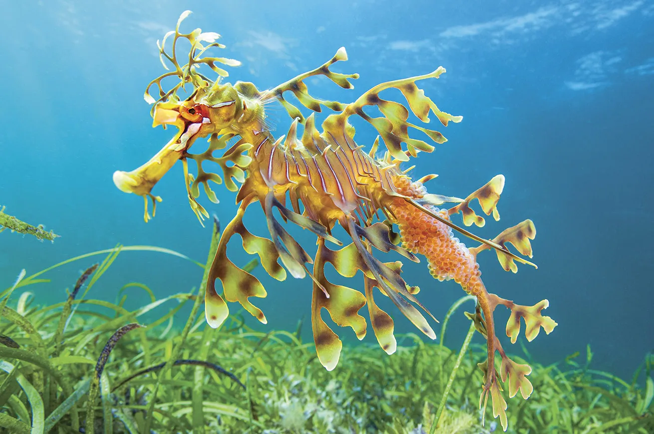 Male seadragons are responsible for carrying fertilized eggs until they hatch.