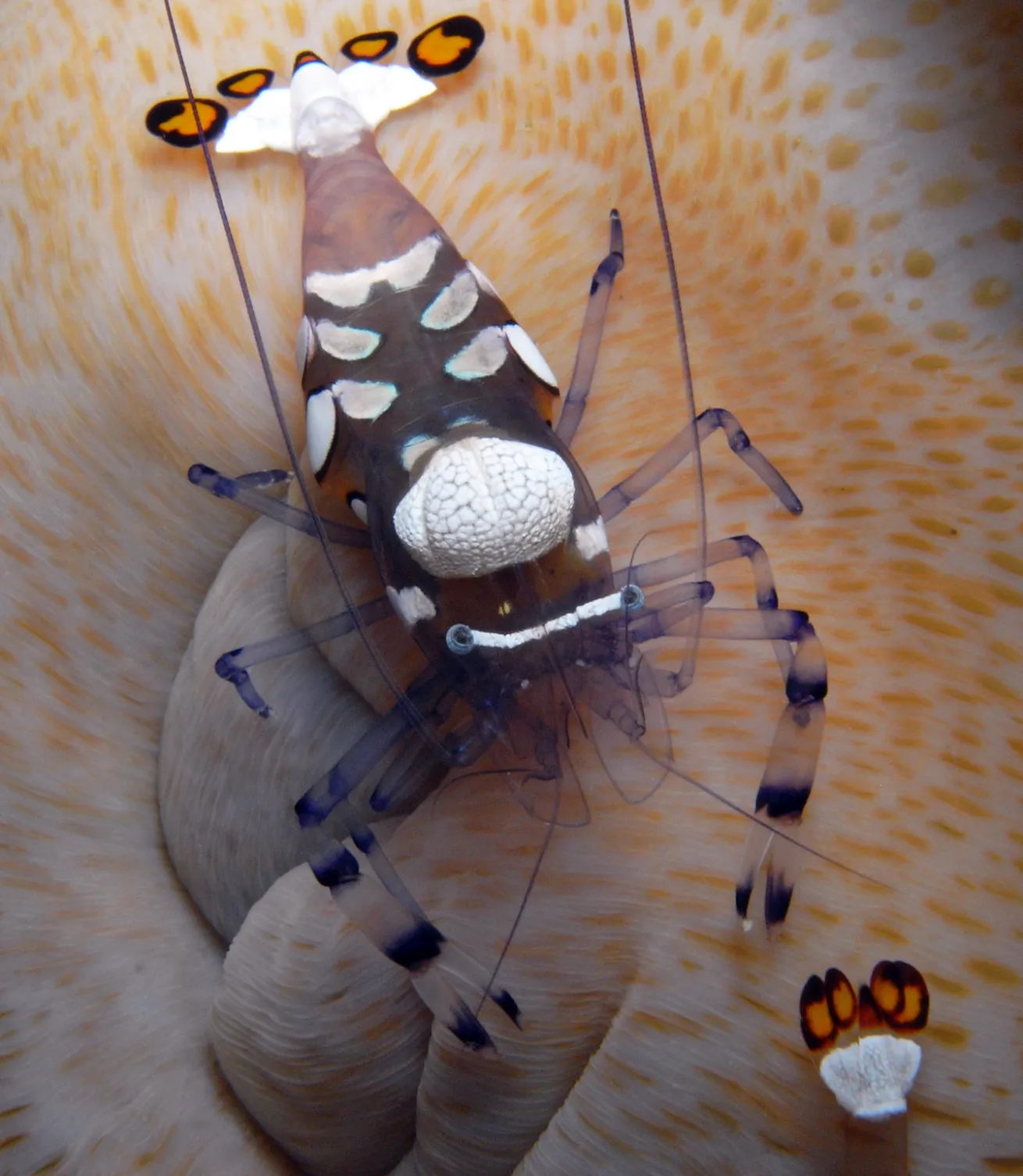 A close-up of a shrimp 

