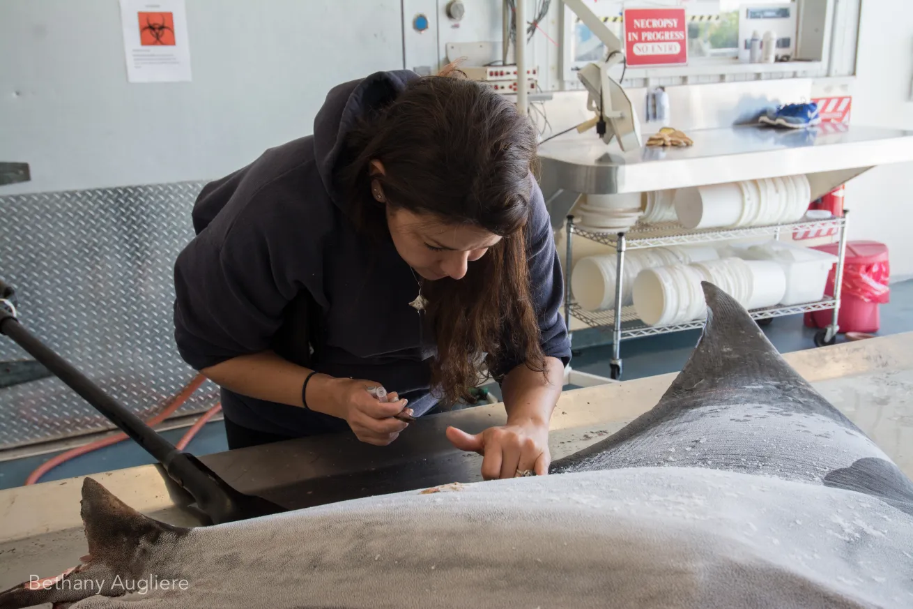 Biologist Andrea Marshall collecting skin samples from the dead manta. 
