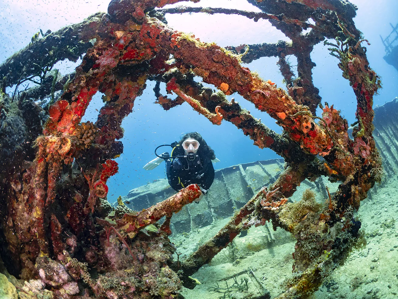 The wreck of the *River Taw* is encrusted in corals and sponges
