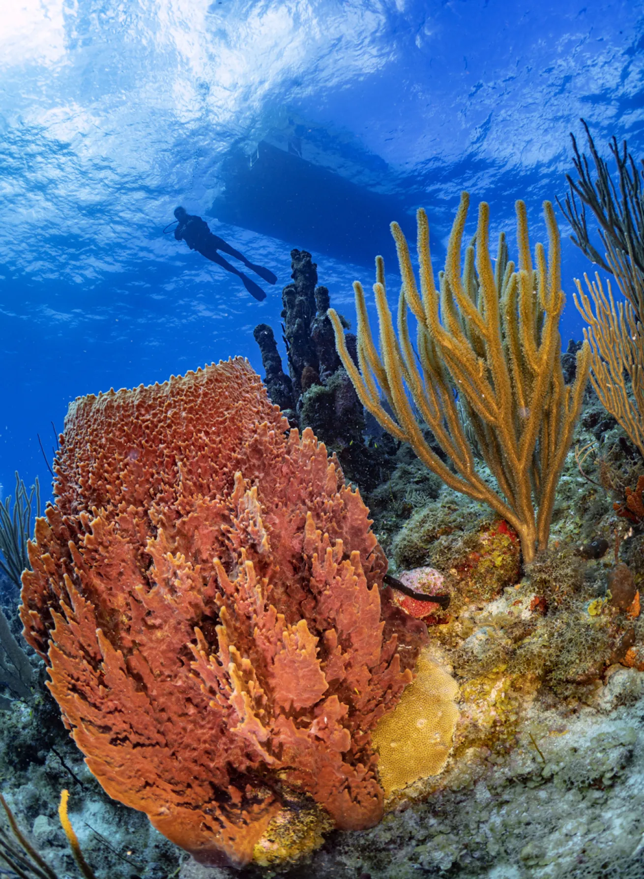 A vibrant reef on Monkey Shoals.

