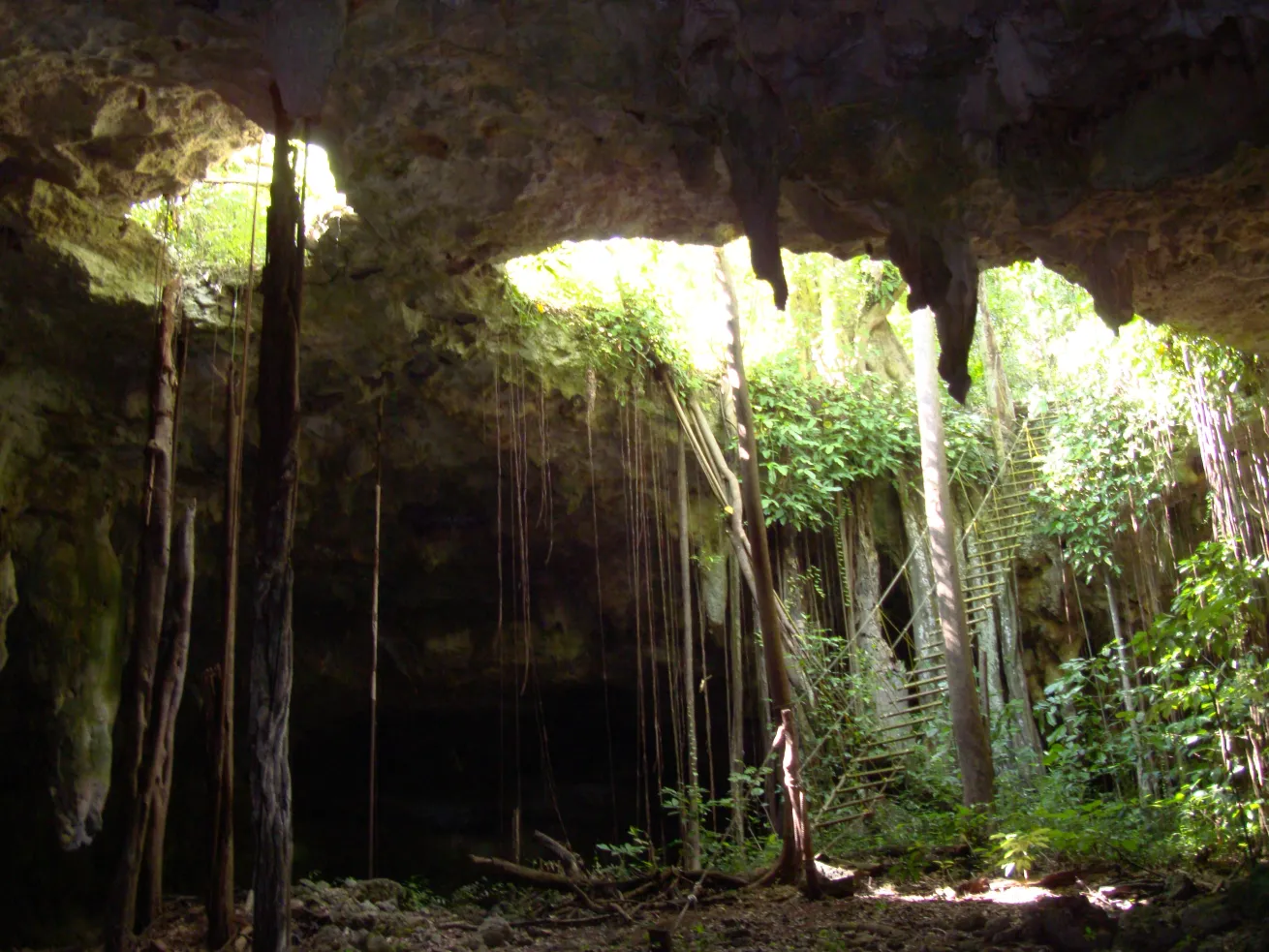 Let us help you discover the beauty of the cenotes, and its mystery. 