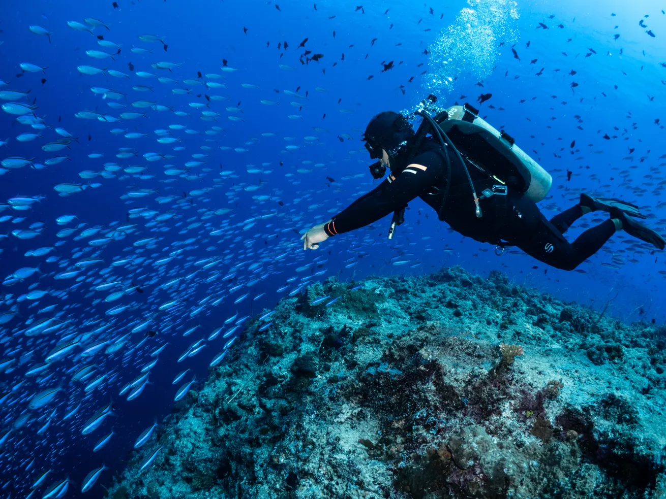 Diver at the Blue Corner
