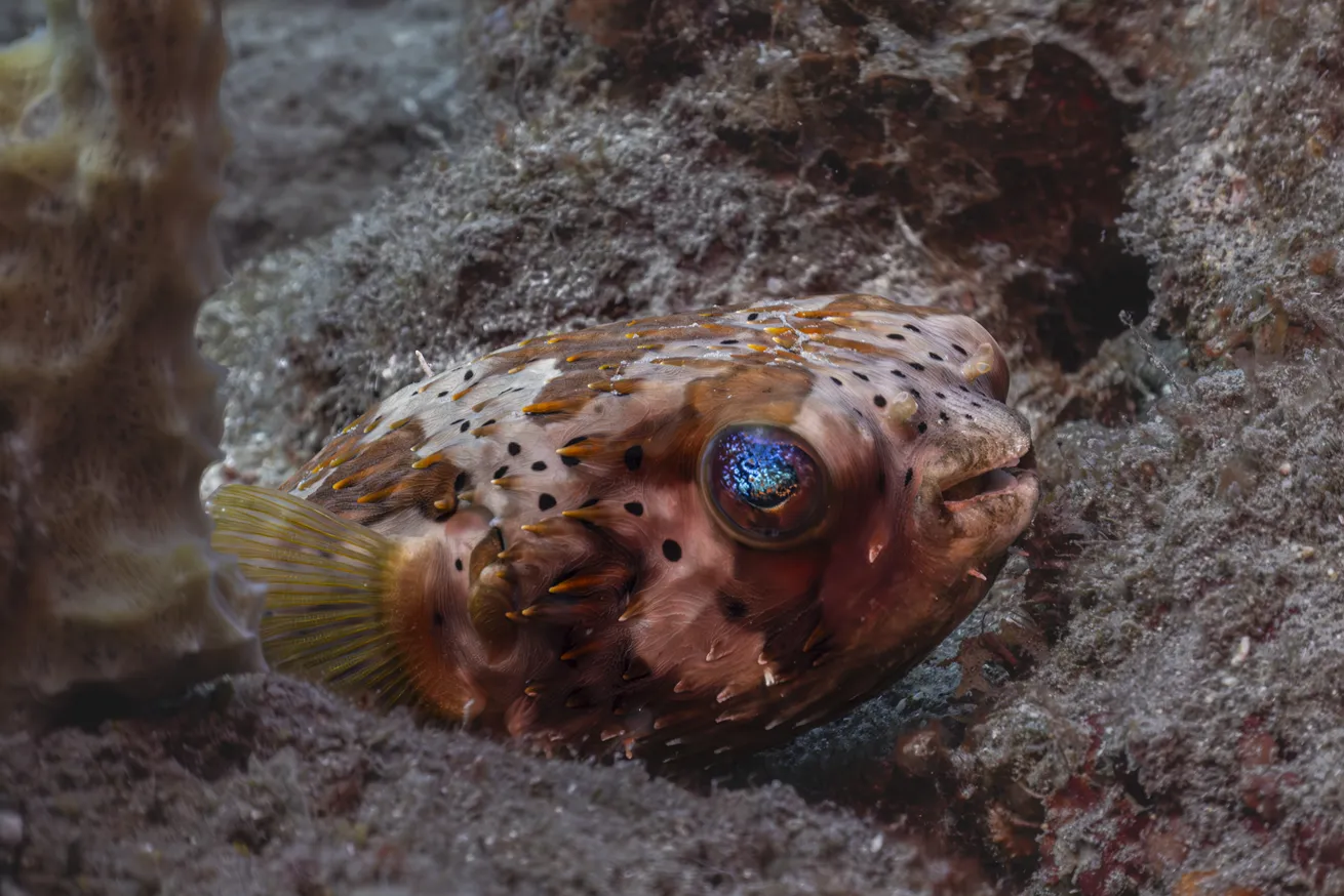 A wary porcupinefish with eyes that look as though they contain universes.