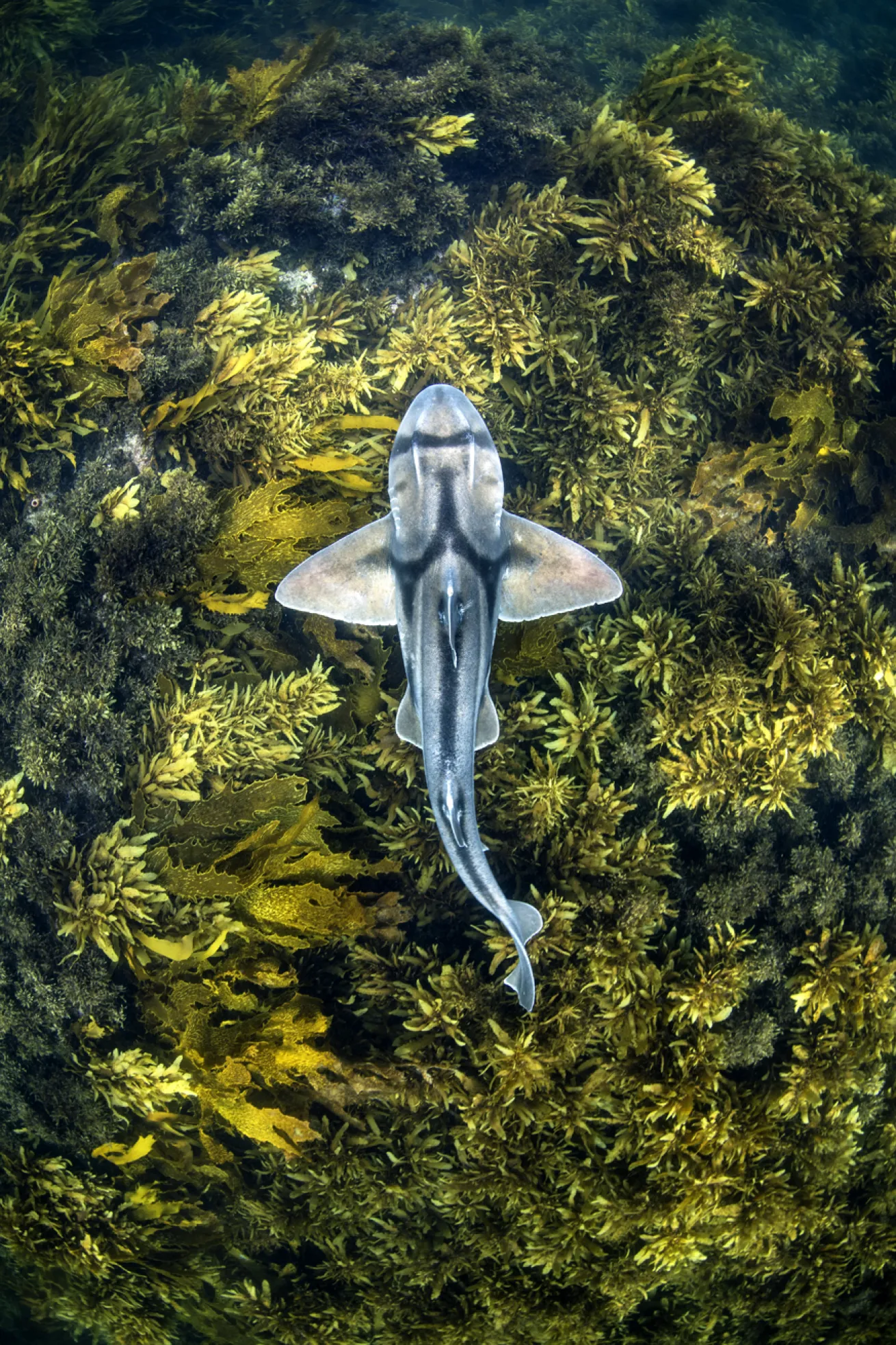 Location: Jervis Bay, Australia