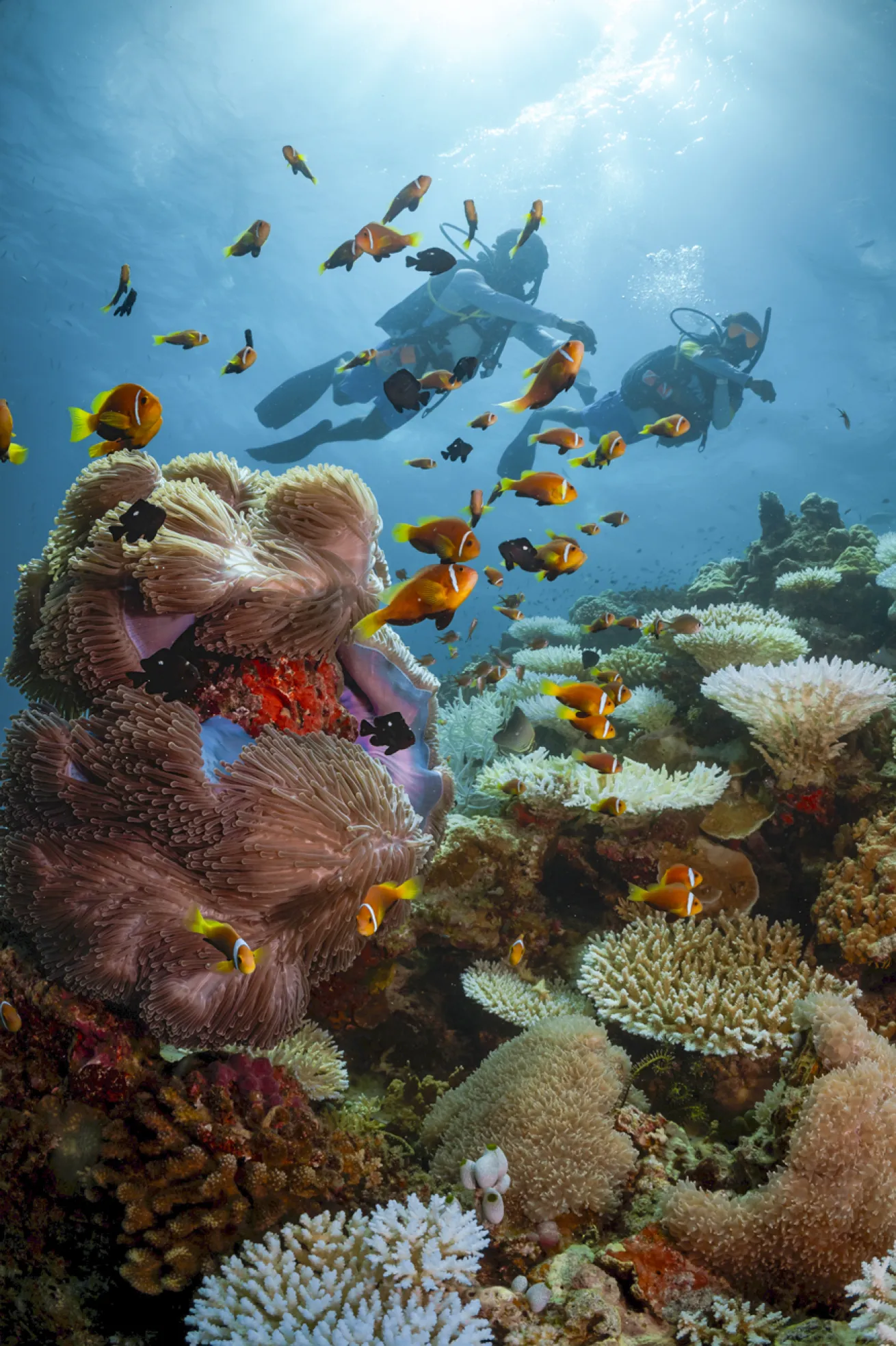 The reefs here are packed with an abundance of rich biodiversity that makes every dive exciting.