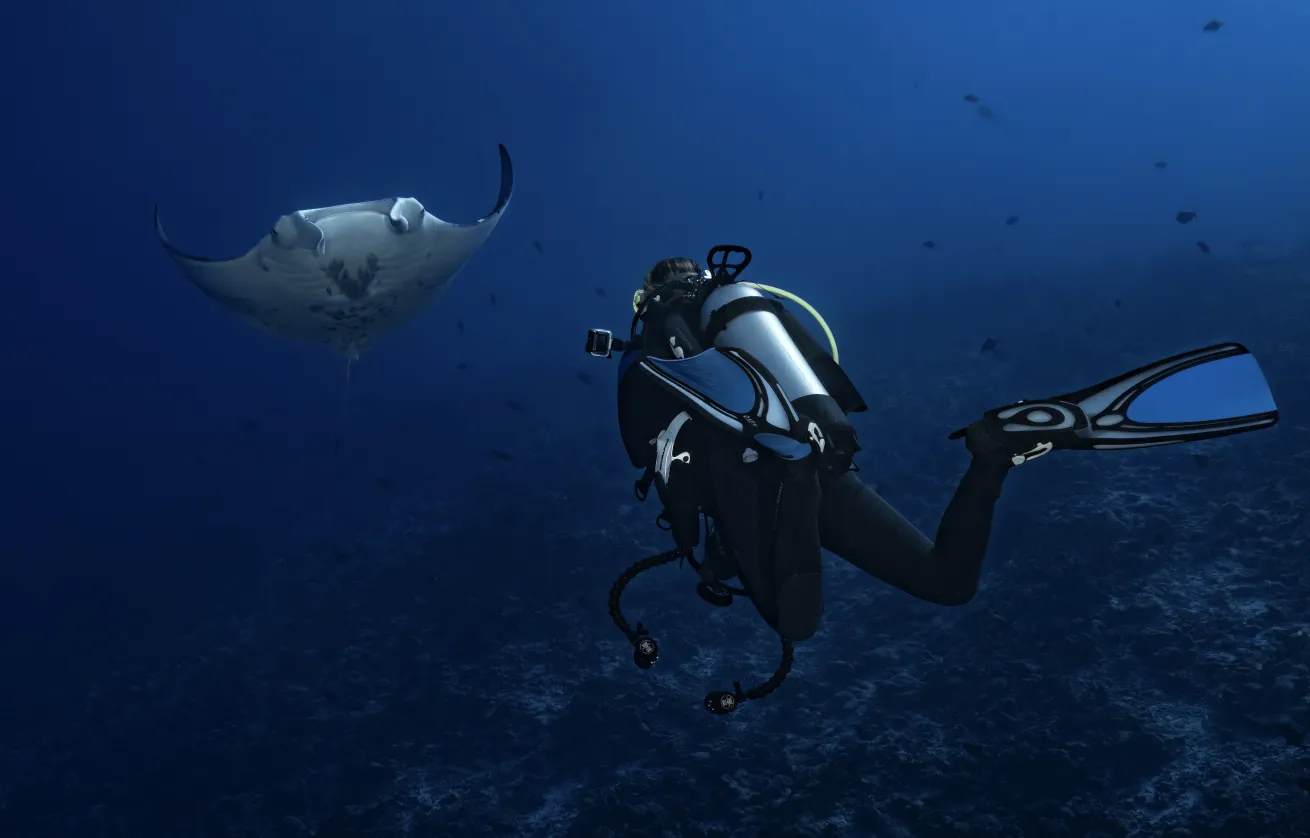 An oceanic manta circles back to soar over a lucky diver.