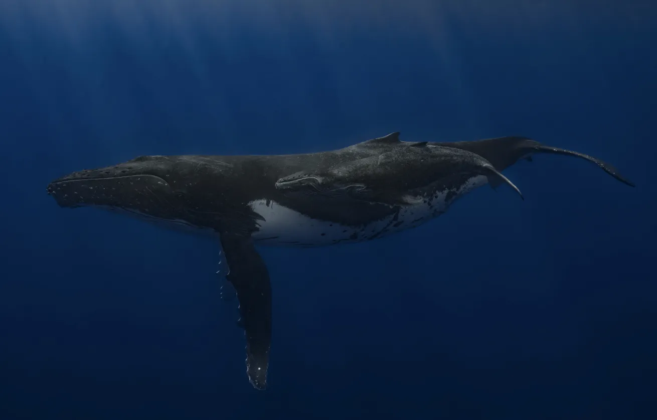 A mother humpback whale and her calf sail through the nearshore waters of Makatea.