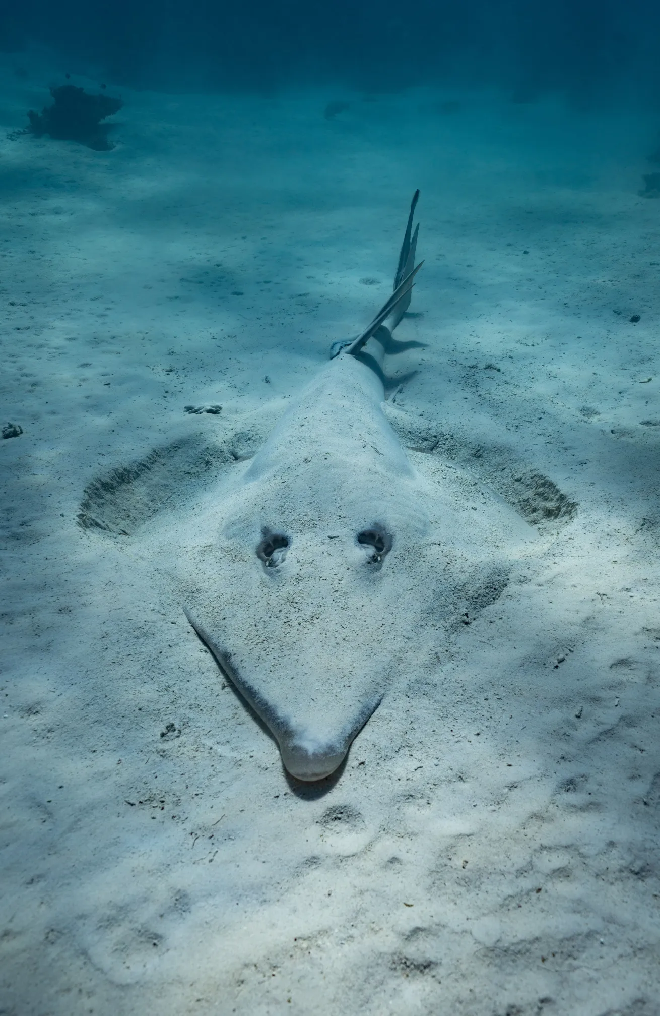 A shovelnose guitarfish buries itself in the sand along Ningaloo Reef
