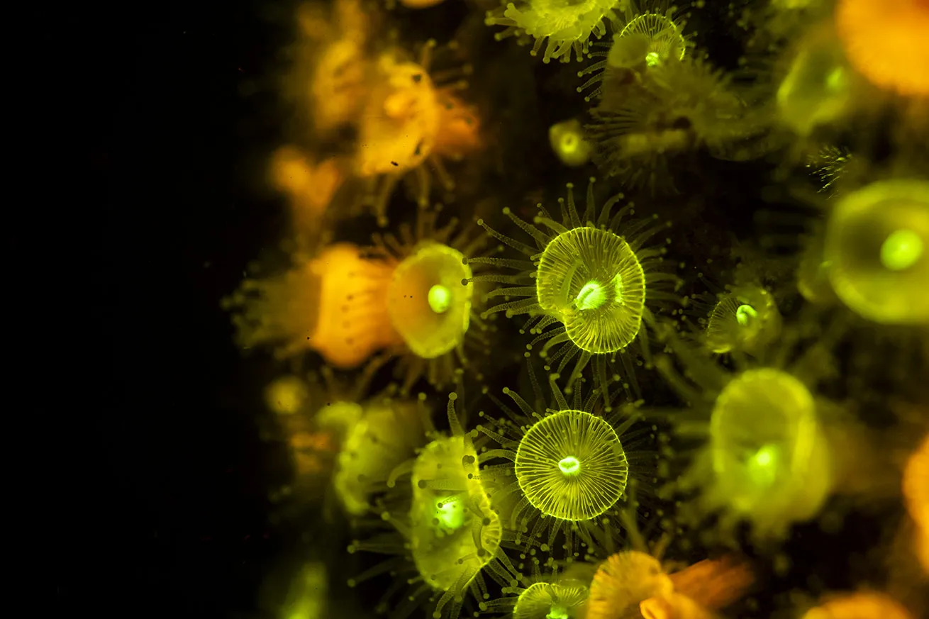 Anemones tend to have a bold fluoro glow. Individuals within the same species can even have different colors with different patterns. Shot with a Nikon Z6III, 60mm f/2.8G lens and Backscatter Hybrid Flash and excitation filter.