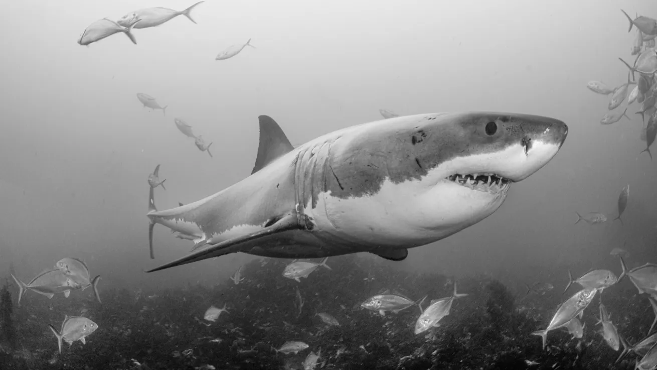 great white shark at Neptune Island in South Australia