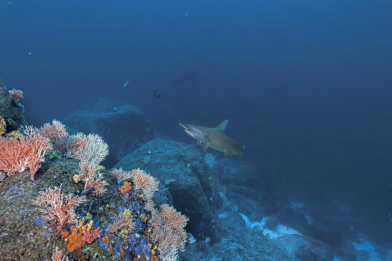 A hammerhead shark swims past a rocky reef.