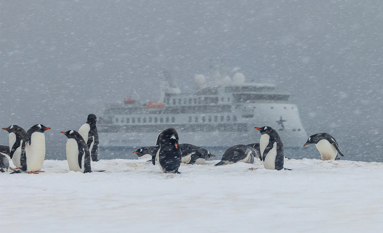 Gentoo penguins, Fort Point, Antarctica.