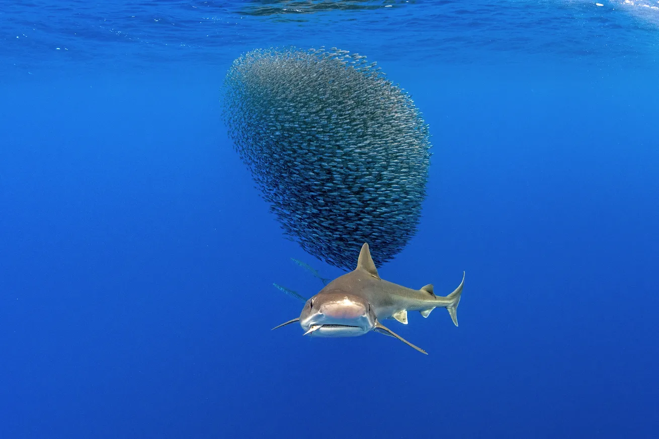 tope shark emerging from a baitball off azores portugal