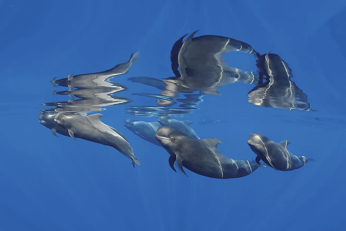 family of pilot whales taken in clear water in Tenerife