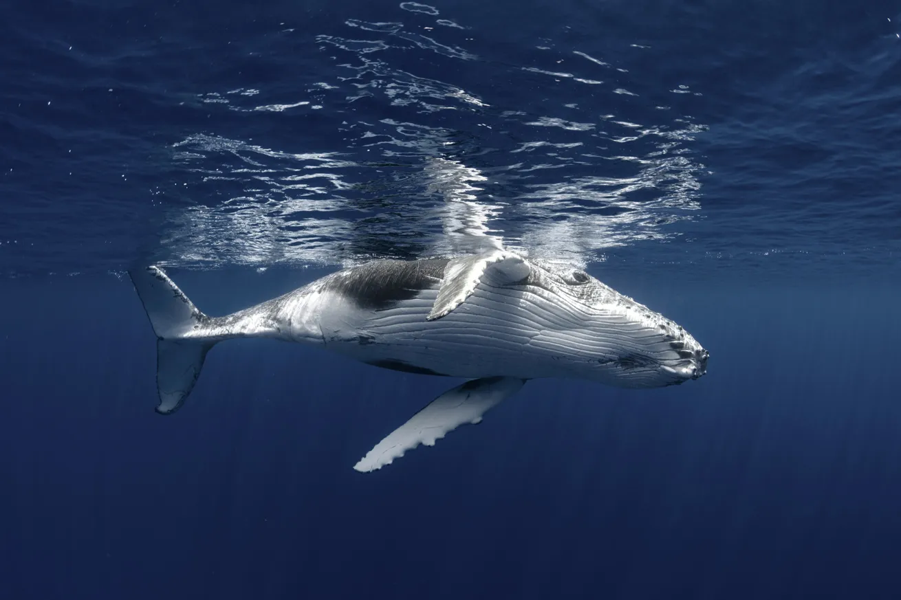 humpback whale in niue 