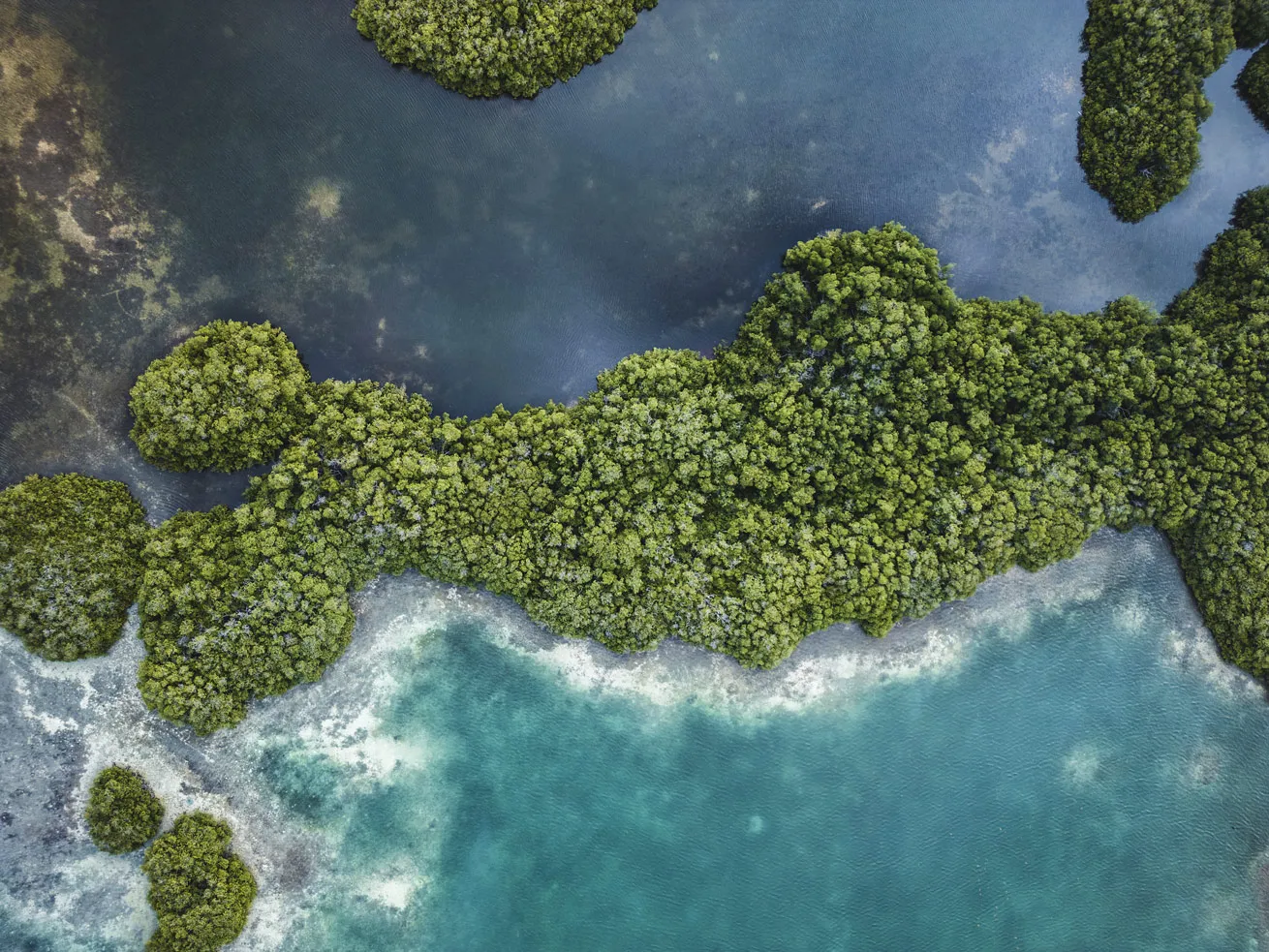 An aerial view of the mangroves at Old Point Mangle Regional Park