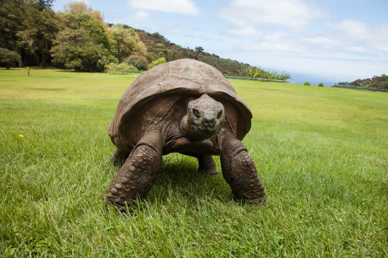 Saint Helena's most famous resident, Jonathan, is also the world's oldest living land animal at an estimated 193 years old.