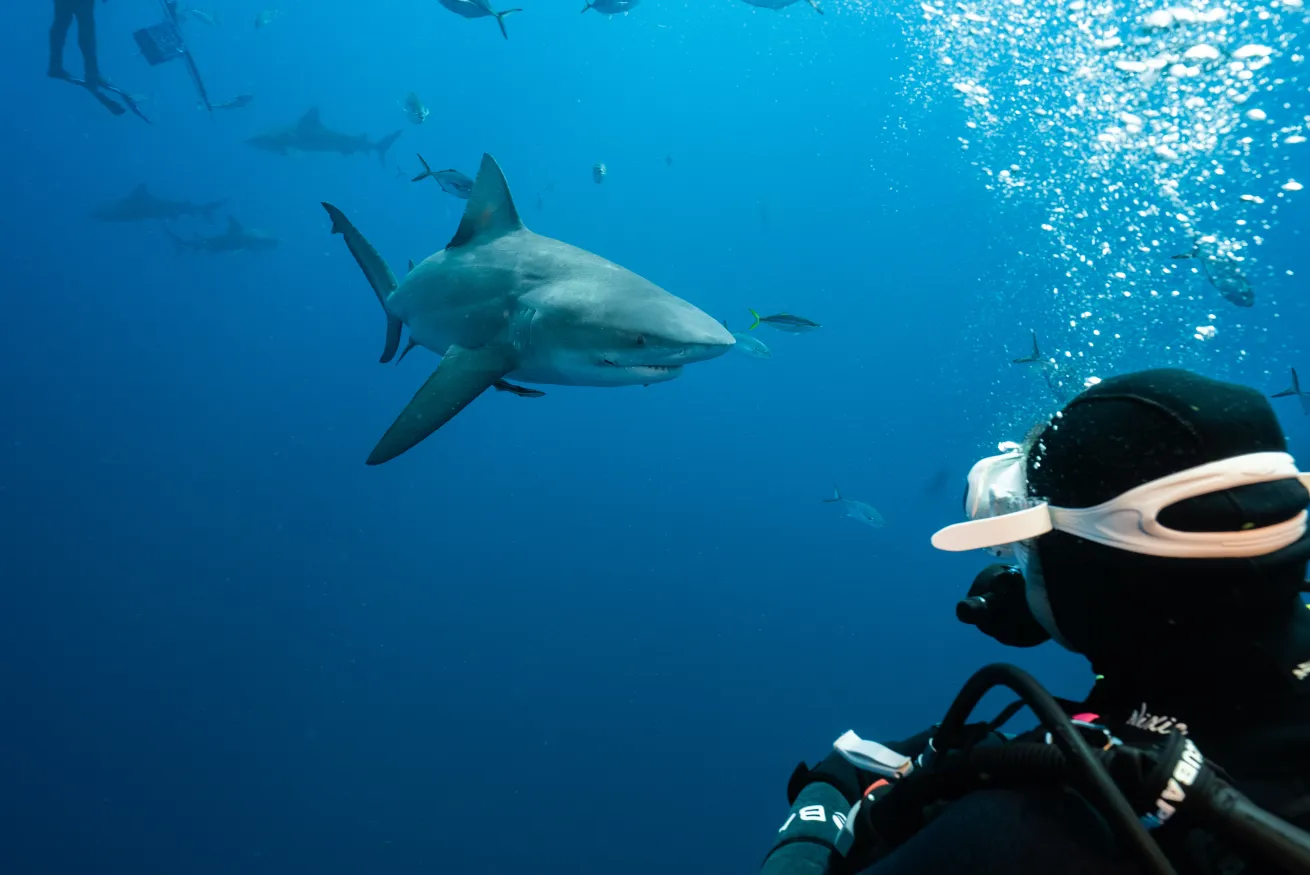 a reef shark swims up close to a scuba diver jupiter florida