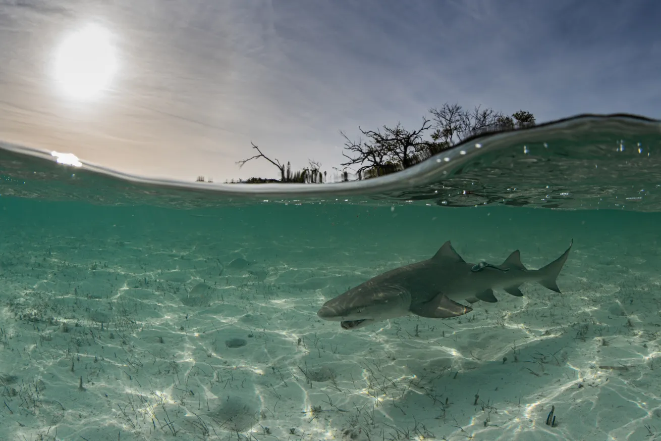 A juvenile shark swims in the shallows near shore, where mangroves provide habitat and protection.