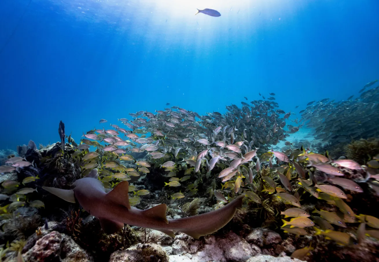 A nurse shark swimming in the ocean