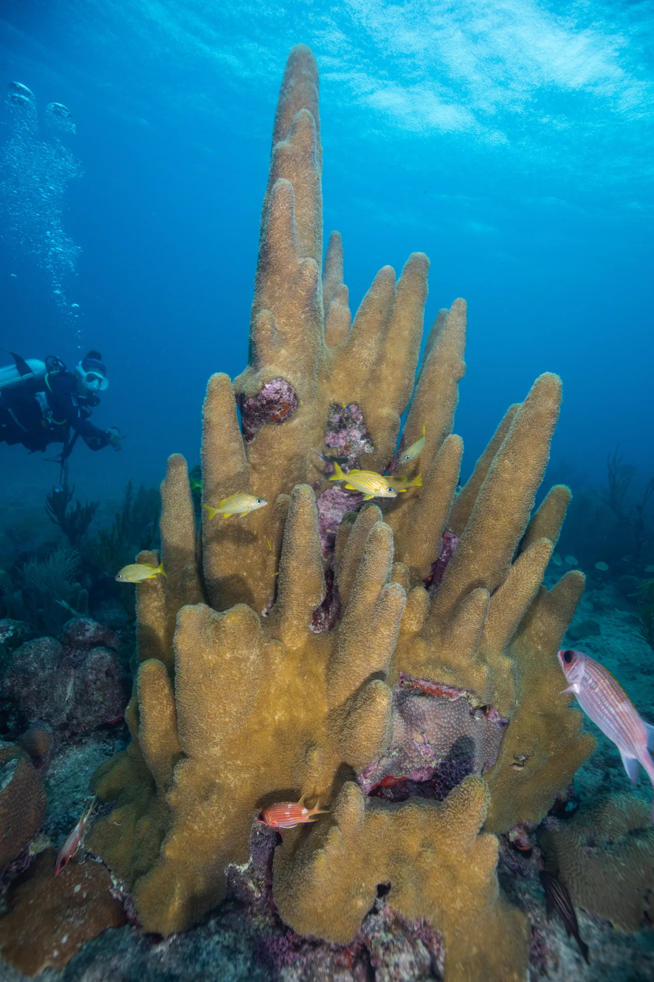 Pillar coral thrums with life at Tete’s Place

