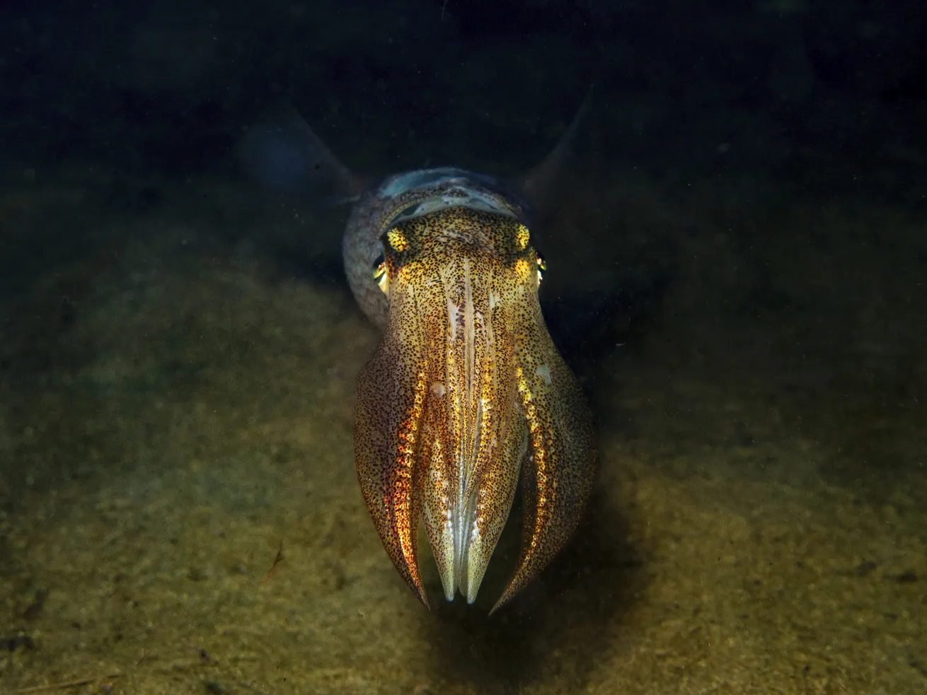 A longfin squid makes eye contact.