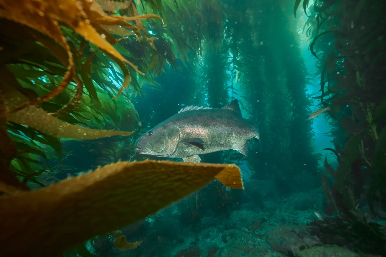 giant sea bass in kelp catalina island