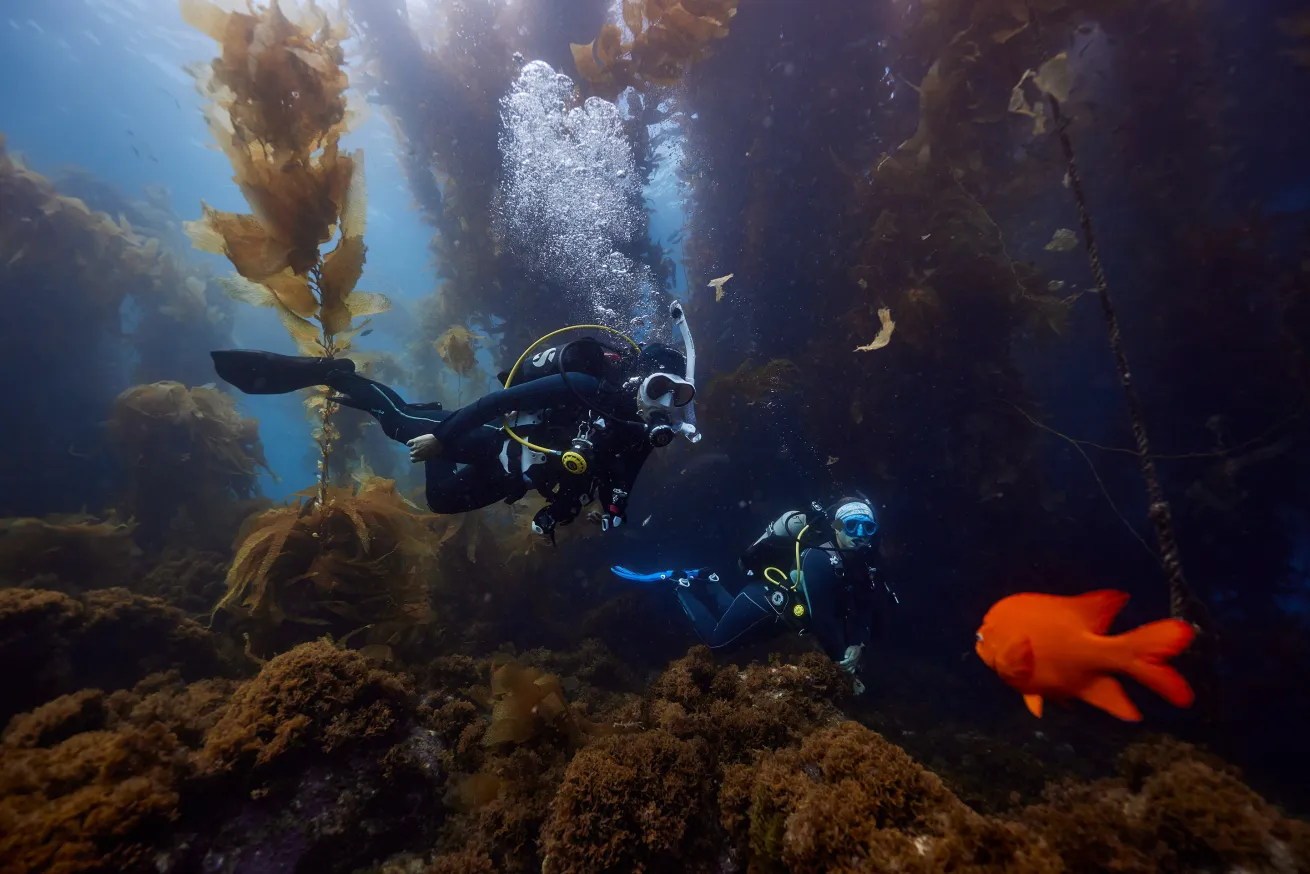 Divers explore the underwater kelp forest surrounding Catalina Island, with a Garibaldi fish.