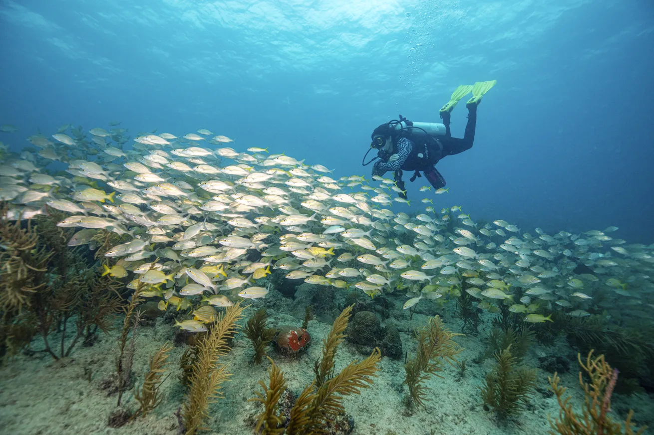 Carolina Vanegas fins above a school of Caesar and yellow grunts at Tete's Place.