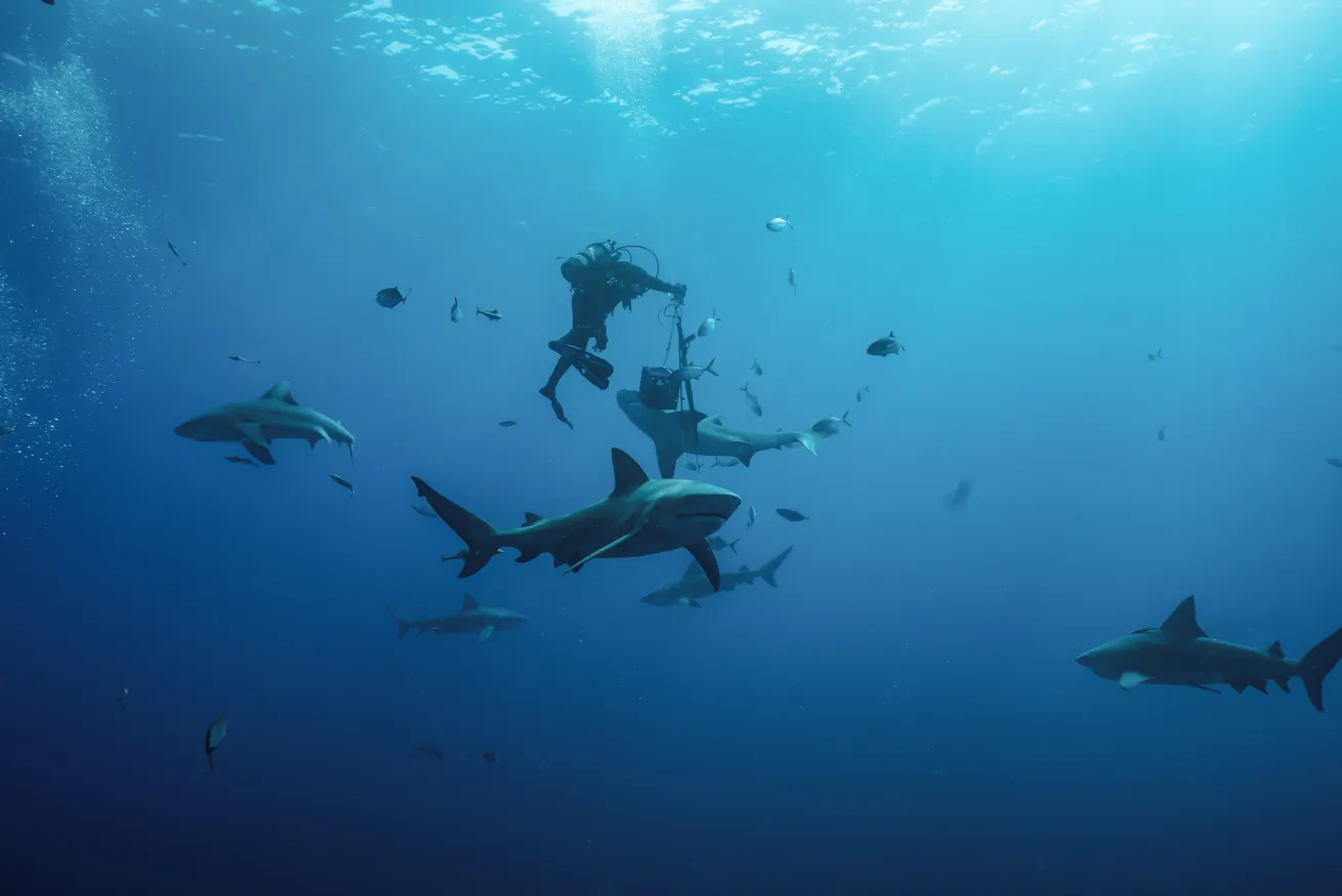 Owner of Dive Time Charters Josh Eccles during a baited shark dive off Jupiter, Florida. 