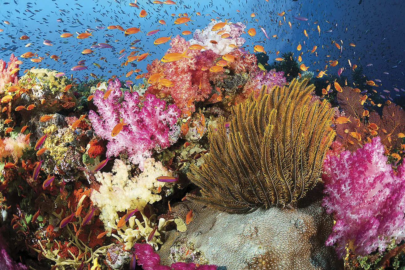 Marine life of all kinds blankets a shallow Fijian reef. 