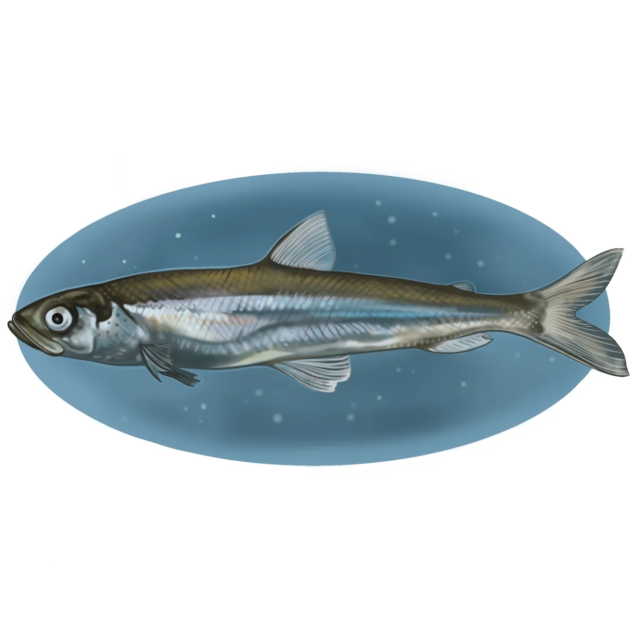 american smelt