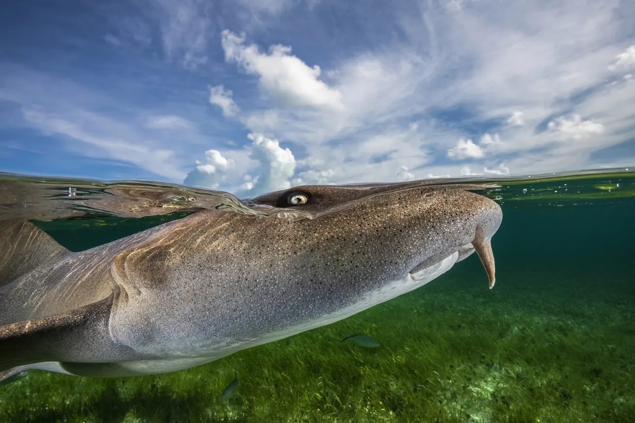 Location: Bimini, Bahamas