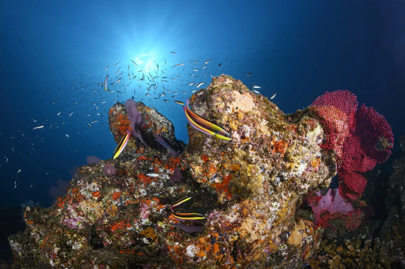 Rainbow wrasse dart around on the reef in Cabo Pulmo, Mexico, with a well-defined sun ball lighting up the background.
