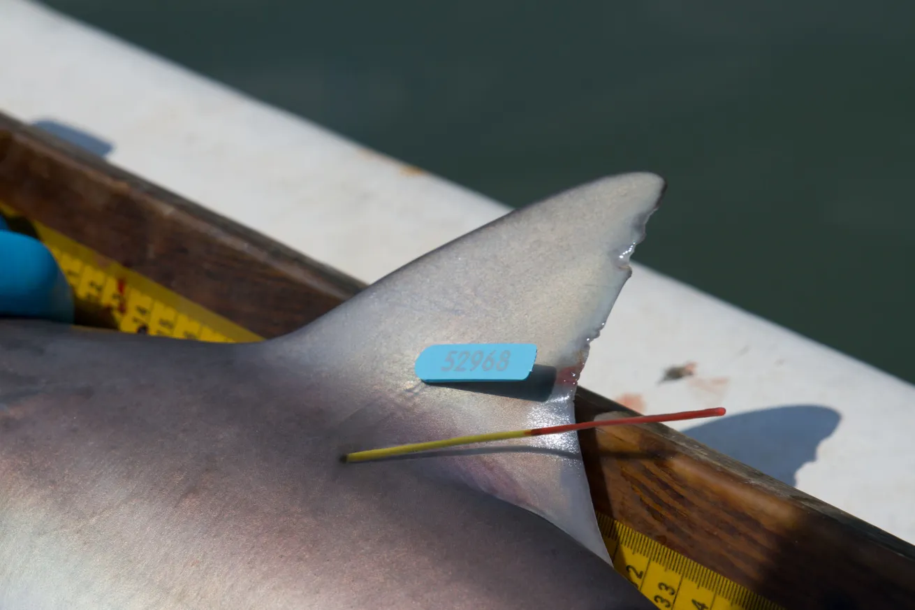 After a full workup, sharks are outfitted with tags before being released. Sharks captured through the COASTSPAN survey are double tagged to distinguish them from sharks caught on the general longline survey. Later recapture reports by anglers will provide information about the individual shark’s movement and growth rate.