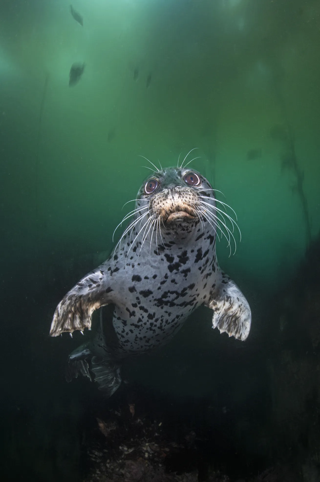 Interactions with subjects like harbor seals can be fast and fleeting, making them fun and charismatic subjects to capture for a Reel. Remember to capture vertical video in camera.